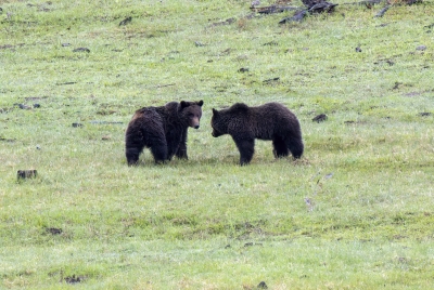 Grizzly Bears Fairy Falls Parking Lot 2025